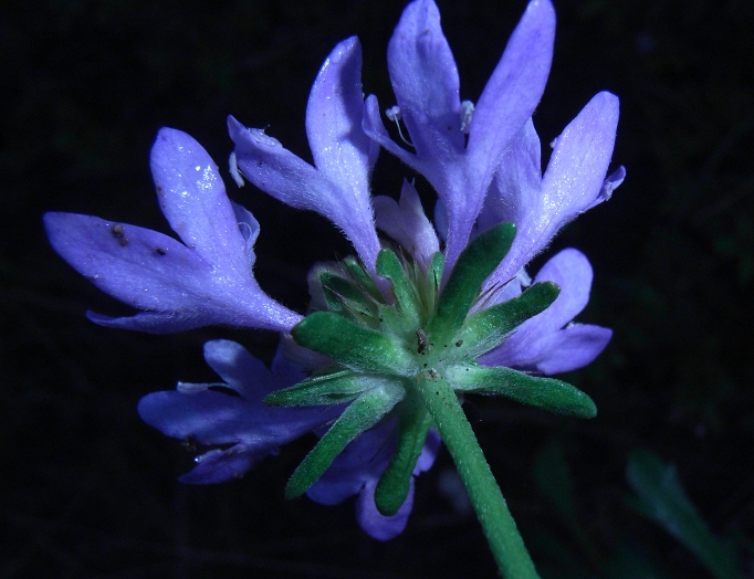 Dipsacacea da determinare - Scabiosa sp.